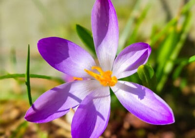 Frühlingserwachen – Leinwandbild mit lila Krokus in Makroaufnahme