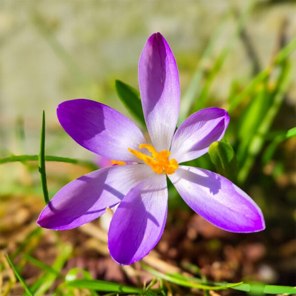 Frühlingserwachen – Leinwandbild mit lila Krokus in Makroaufnahme