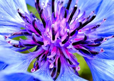 Blaues Wunder – Leinwandbild einer Kornblume in extremer Nahaufnahme