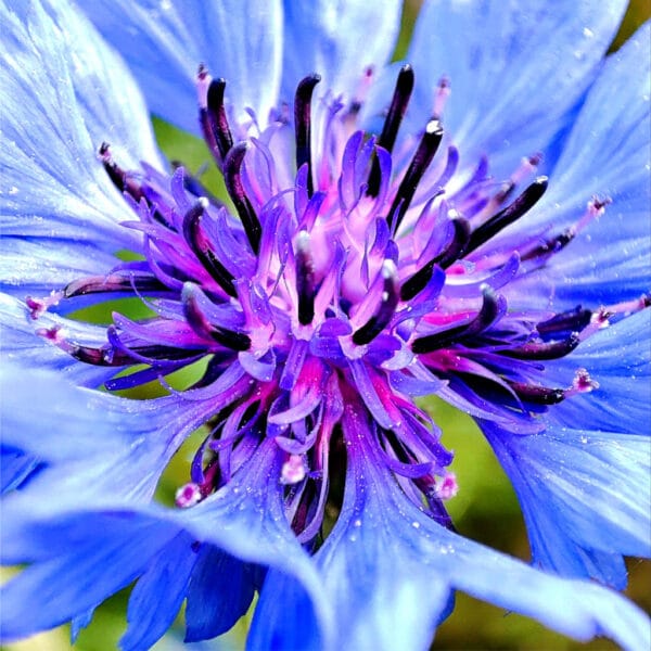 Blaues Wunder – Leinwandbild einer Kornblume in extremer Nahaufnahme