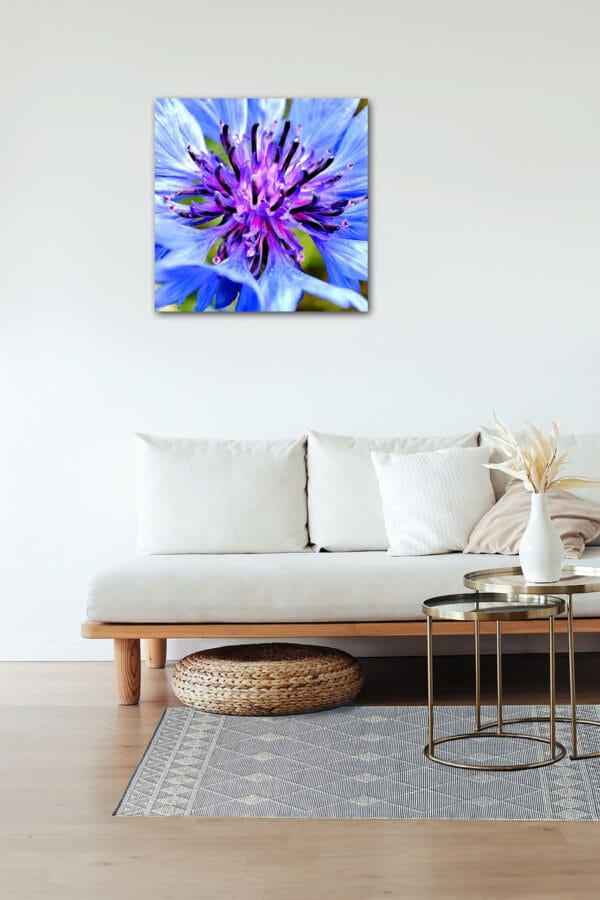 Blaues Wunder – Leinwandbild einer Kornblume in extremer Nahaufnahme