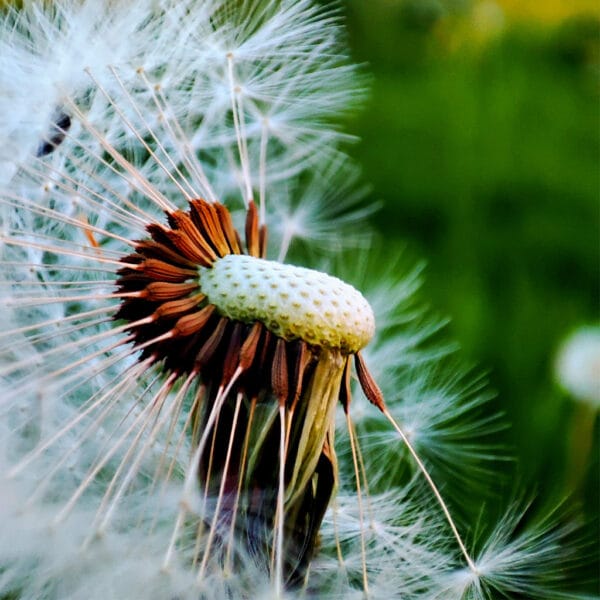 Auf die Reise – Leinwandbild einer verblühenden Pusteblume