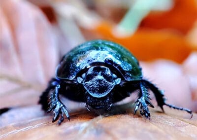 Der Wächter des Waldes – Leinwandbild Käfer als Makro-Portrait