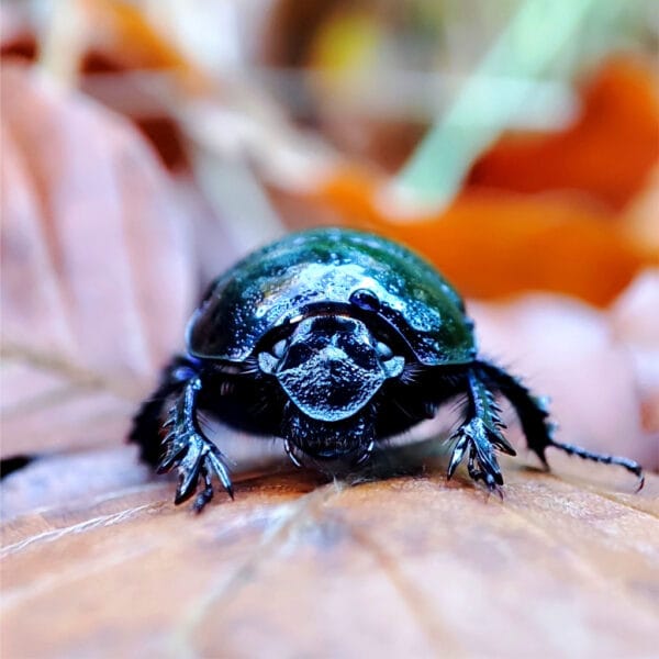 Der Wächter des Waldes – Leinwandbild Käfer als Makro-Portrait