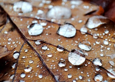 Herbstjuwelen – Leinwandbild mit Regentropfen auf einem Blatt