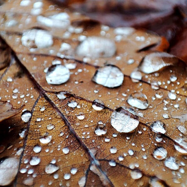 Herbstjuwelen – Leinwandbild mit Regentropfen auf einem Blatt