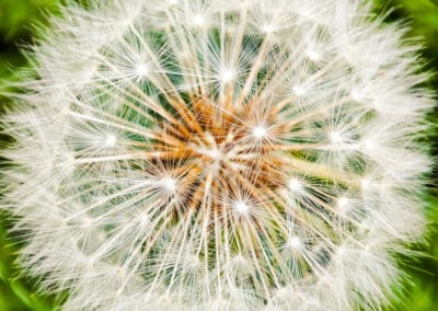 Zeit für Wünsche – Leinwandbild Pusteblume als filigrane Makrofotografie