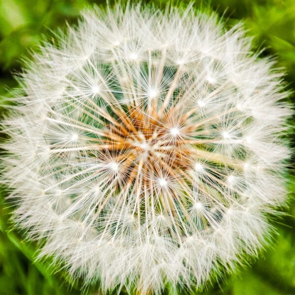 Zeit für Wünsche – Leinwandbild Pusteblume als filigrane Makrofotografie