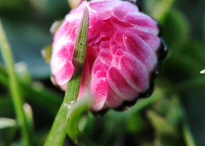 Das Versprechen – Leinwandbild einer Gänseblümchen-Knospe in Makro