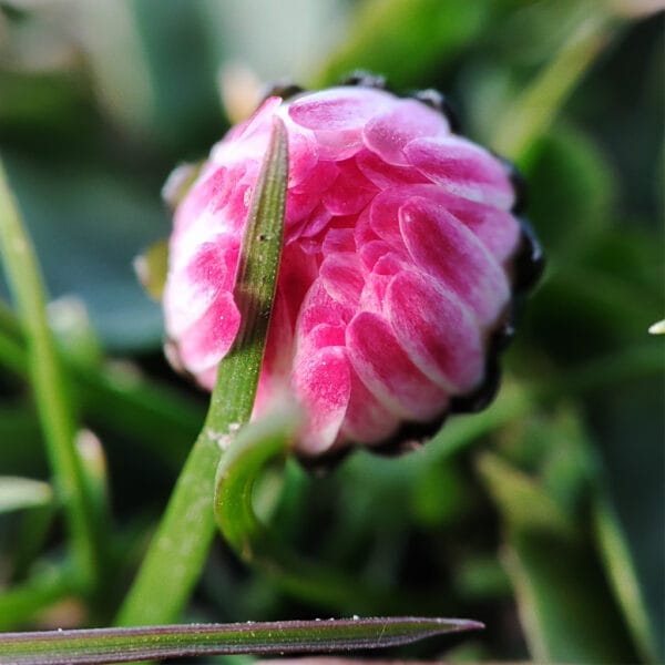 Das Versprechen – Leinwandbild einer Gänseblümchen-Knospe in Makro