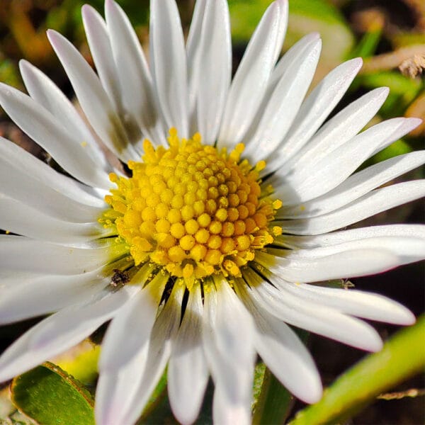 Sommerglück – Leinwandbild eines Gänseblümchens in Makro