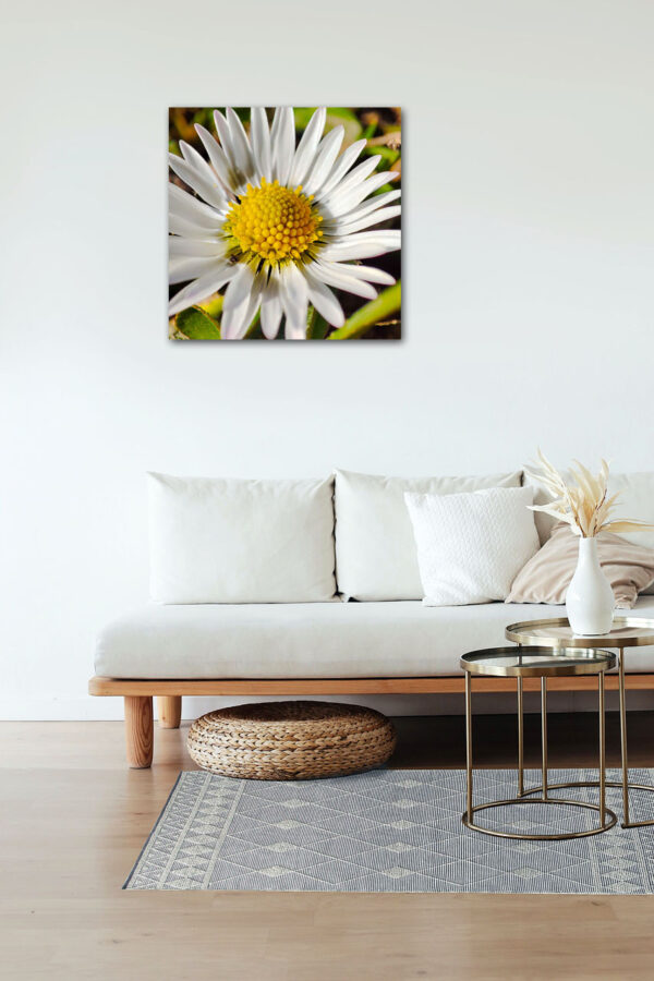 Sommerglück – Leinwandbild eines Gänseblümchens in Makro