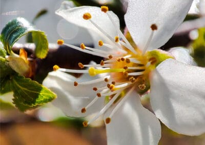 Lichtkuss – Leinwandbild einer weißen Blüte im Frühlingslicht