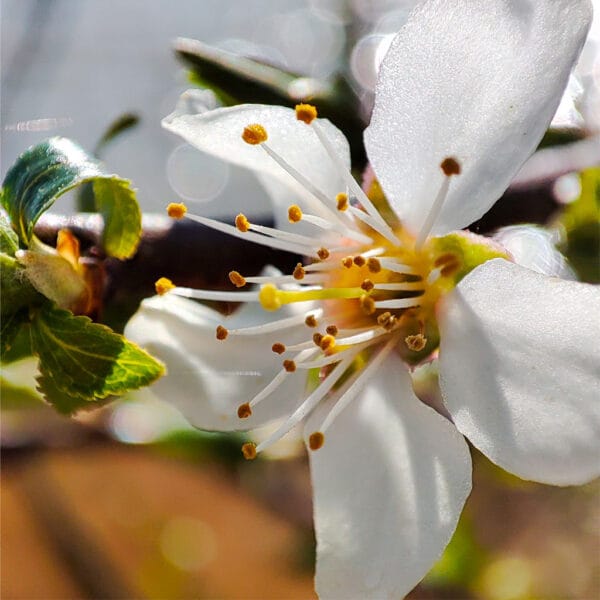 Lichtkuss – Leinwandbild einer weißen Blüte im Frühlingslicht