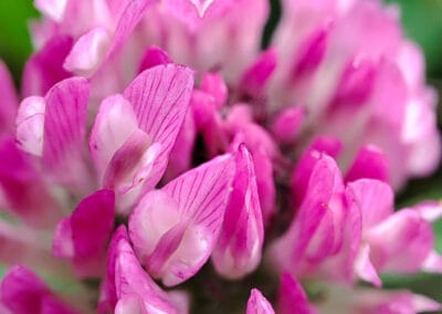 Wiesentraum – Leinwandbild einer Rotklee-Blüte in Makro
