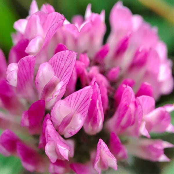 Wiesentraum – Leinwandbild einer Rotklee-Blüte in Makro