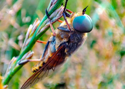 Der Besucher – Leinwandbild einer Bremse in extremer Nahaufnahme