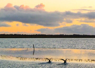 Flügelschlag im Abendlicht – Leinwandbild mit landenden Vögeln