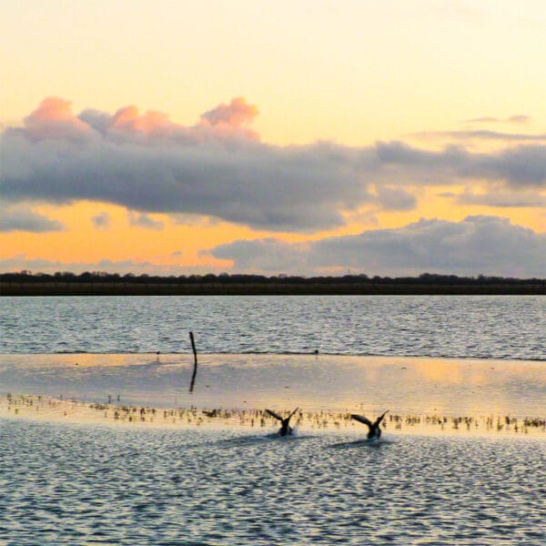 Flügelschlag im Abendlicht – Leinwandbild mit landenden Vögeln