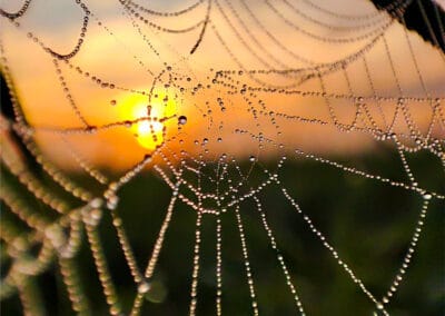 Morgentau-Juwelen – Leinwandbild von einem Spinnennetz im Sonnenaufgang