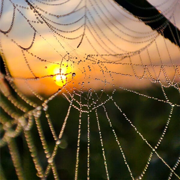 Morgentau-Juwelen – Leinwandbild von einem Spinnennetz im Sonnenaufgang
